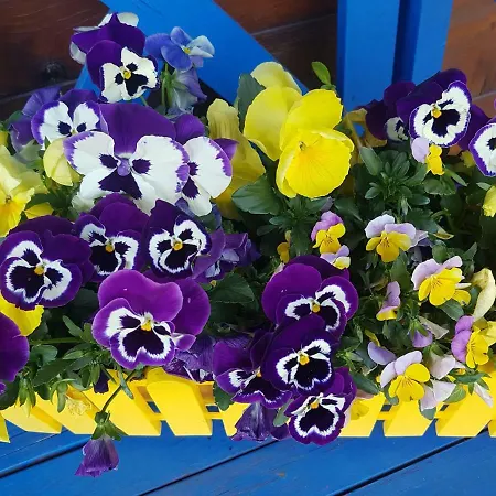 Schwarzwaldhaus Apartmán