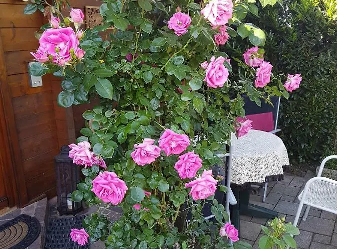 Schwarzwaldhaus * Elzach