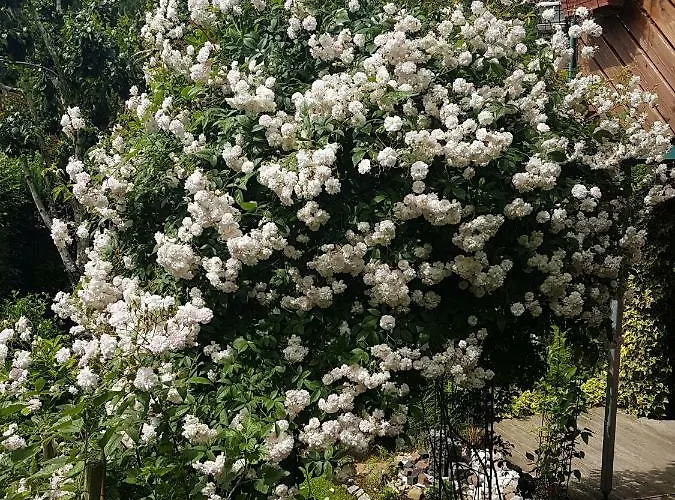 Apartamento Schwarzwaldhaus Elzach